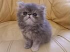 Персидский котенок (мальчик)