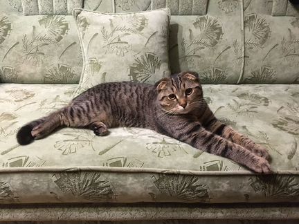 Котик Шотландский вислоухий для кошечки вязка. Sco