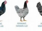 Цыплята суточные Доминант D-107, D-959,D-149 объявление продам