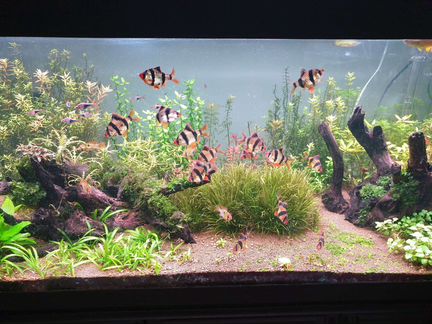 Аквариумные растения