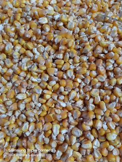 Зерно пшеница ячмень семечка кукуруза