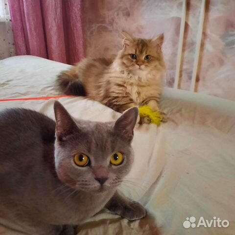 Передержка кошек и собак не больших размеров