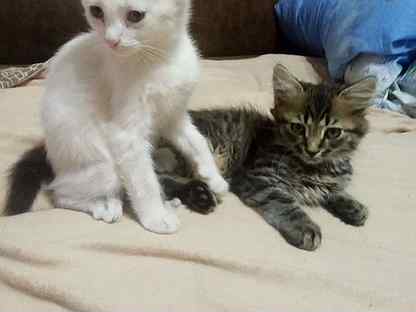 Котята-котики, рождены 12 апреля 2022