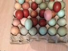 Инкубационное яйцо (принимаю заявки) объявление продам