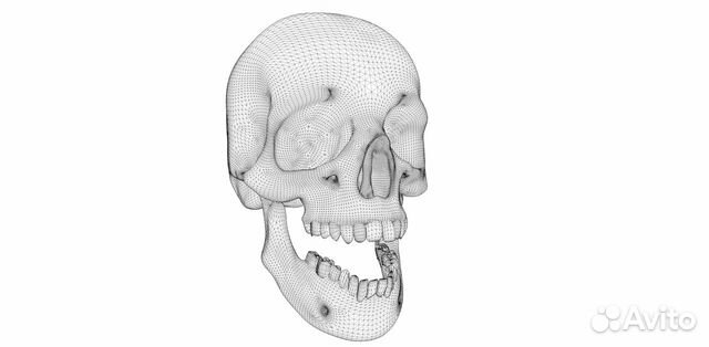 3D модель череп человека (файл)