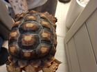 Шпороносная черепаха объявление продам
