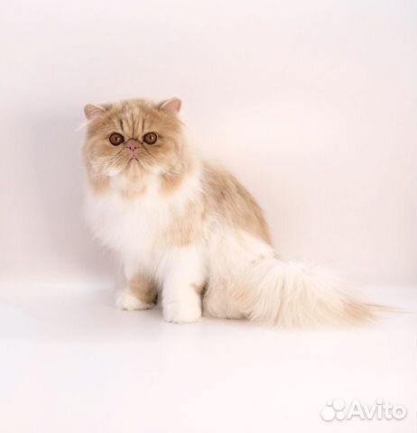 Персидский мальчик Гранд чемпион Wcf