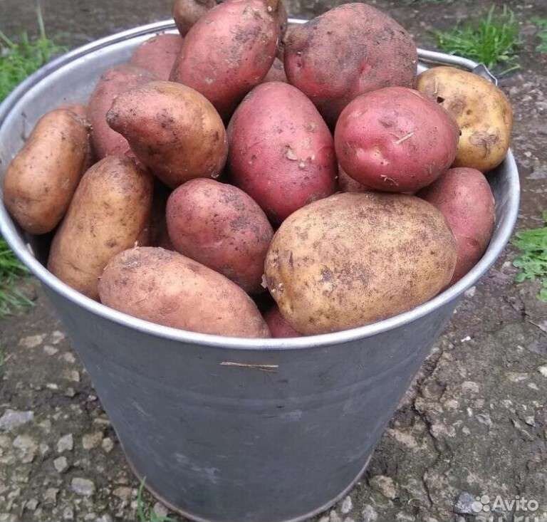 Ведро картошки