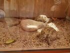 Черепахи сухопутные и террариум