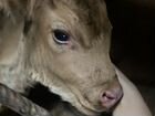 4месяца теленку и корова молочная объявление продам