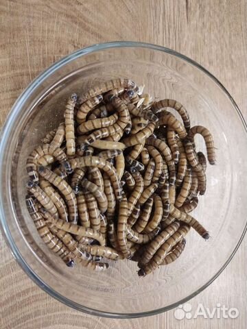 Зофобас (зоофобус, зоофобас ) живой, замороженый