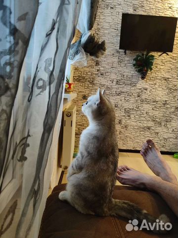 Кот для вязки