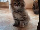 Сибирская кошка девочка объявление продам