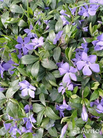 Многолетники для сада