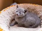 Продажа котят Русской голубой кошки объявление продам