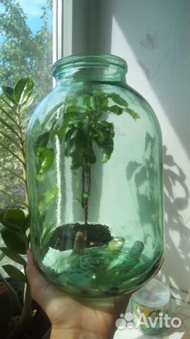 Банки стеклянные 3 литра