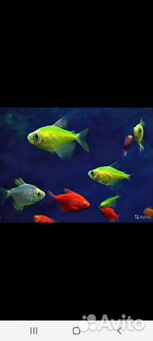 Аквариумные рыбки