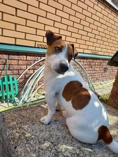 Вязка джек Рассел терьер