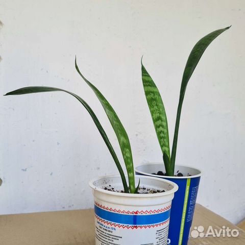 Сансевиерия или щучий хвост