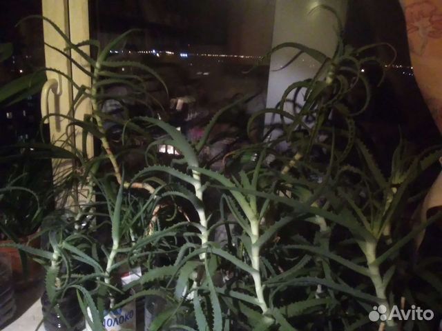 Алоэ лечебный. Фото 4 5 продано