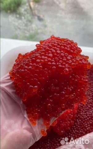 Икра Кеты, Горбуши, Нерки и Кижуча из Охотска