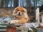 Собака тибетский мастиф объявление продам