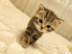 Шотландские прямоухие котята 22.11.2021 объявление продам