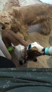 Обезроживание и кастрация