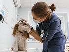 Ветеринарный врач на дом