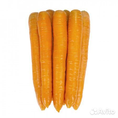 Семена Моркови 