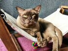 Бурманский котик ищет дом объявление продам
