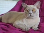 Бурманские котята(коты) объявление продам