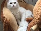 Белоснежный котенок 4 мес