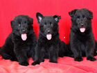Черные длинношерстные щенки немецкой овчарки объявление продам