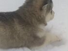 Чистокровные щенки аляскинского маламута объявление продам