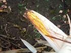 Кукуруза зерно влажная