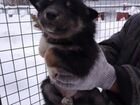Чистокровные щенки восточно-сибирской лайки объявление продам