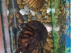 Красноухые черепахи с аквариумом