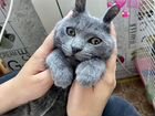 Котёнок Дымок «Русская голубая» в добрые руки