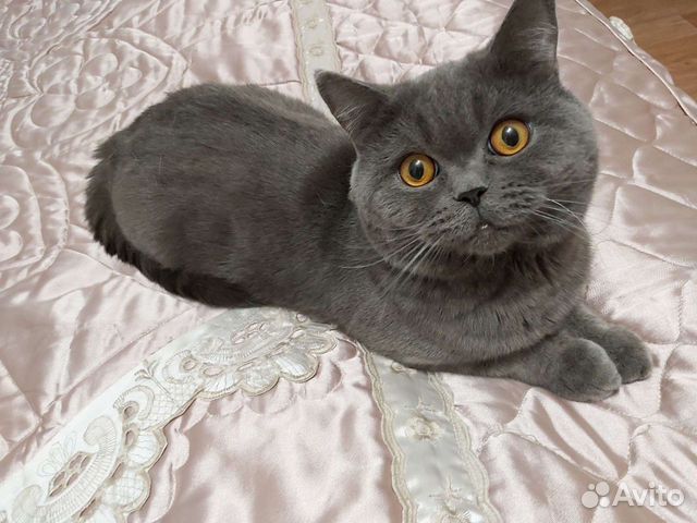 Британец мраморный прямоухий кот вязка