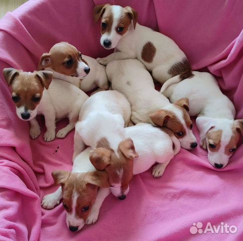 Джек Рассел щенки