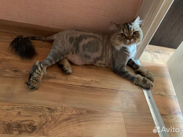 Стрижка кошек и собак выезд на дом