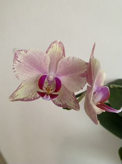 Орхидея Фаленопсис Пират Пикоти