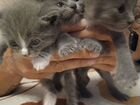 Котятки в дар