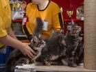 Кошки Мейн-Кун объявление продам
