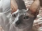Донской сфинкс кошка полностью лысая, кушает все к объявление продам