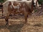 Англо нубийский козел,курдючные эдильбаевские овцы