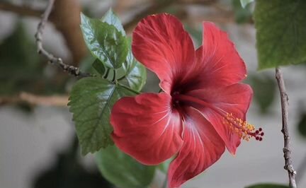Гибискус или китайская роза