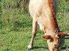 Корова дойная и телка объявление продам