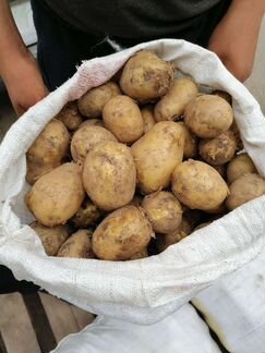 Картофель в розницу, оптом, доставка до подьезда